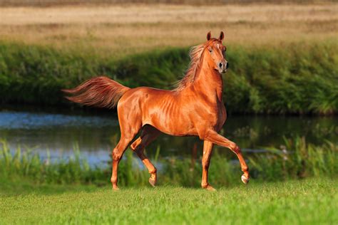 horses, Rivers, Grass, Animals, Wallpapers Wallpapers HD / Desktop and ...