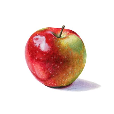 Fruit Illustration — Kendyll Hillegas Fruit Illustration Fruits