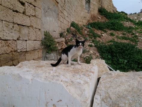Израильские коты кошки и другие животные
