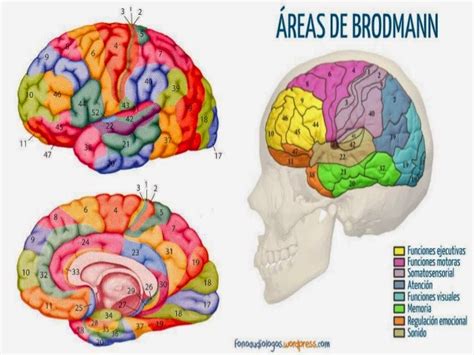 Mapa De Brodmann El Aprendizaje Y La Conducta Humana