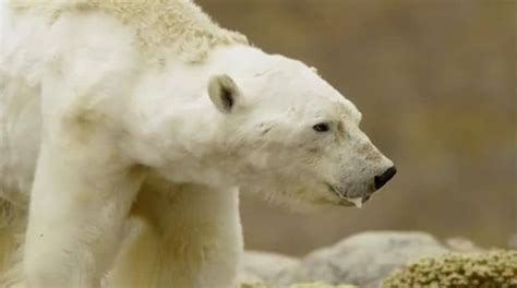 Heartbreaking Video Shows Starving Polar Bears In The Ice Free Arctic