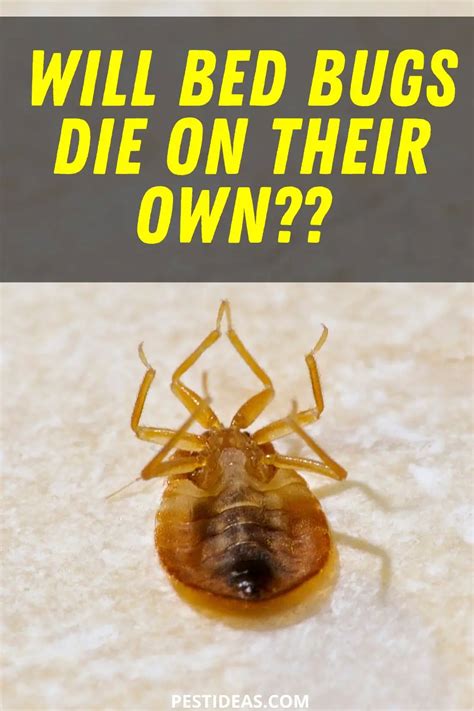 Do Your Own Pest Control Bed Bugs Bed Bugs Elite Pest Control For