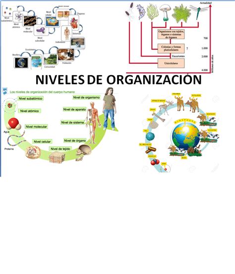 NIVELES DE ORGANIZACION Biology Quizizz
