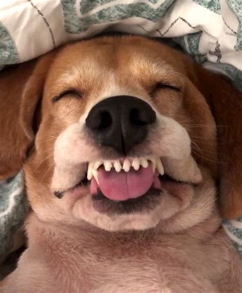 Adorable Puppy Has The Goofiest Face While Sleeping Faithpot