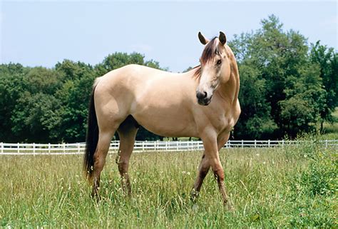 12 year old quarter horse mare. buckskin - Animal Stock Photos - Kimballstock