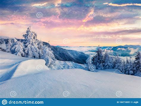 Frosty Winter Morning In Carpathian Mountains With Snow Covered Fir