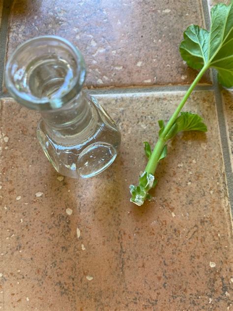 Geranium Cuttings How To Propagate Geraniums The Easy Way