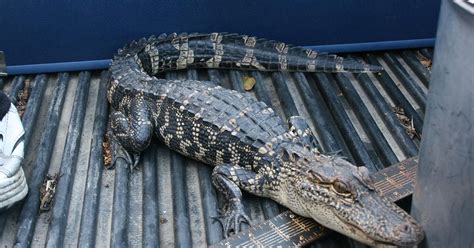 Woman Finds 5 Foot Alligator In Backyard Pool