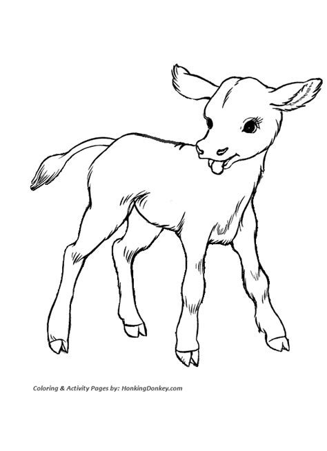 Cow Coloring Pages | Printable Cute baby calf coloring page | Cow