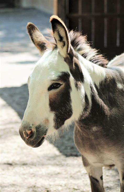 Spotted Donkey Cute As Can Be