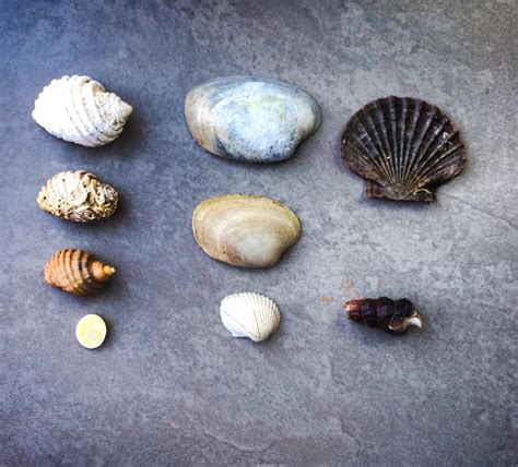 37 See How Many Different Shells We Can Find At The Beach The Kid