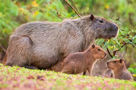 29 Cute Animals That Are Native To Latin America Capybara Animals