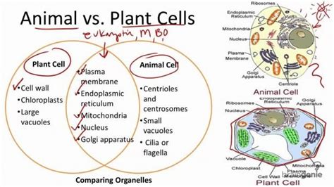 Check spelling or type a new query. Comparing Plant And Animal Cells Venn Diagram | Animal ...