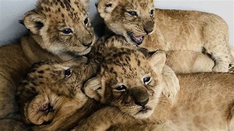 Lion Cubs Taronga Conservation Society Australia