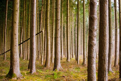 Spruce Forest Free Photo Download Freeimages