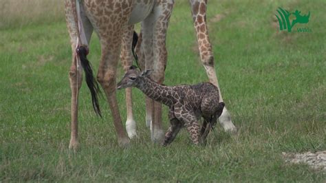Baby Giraffe Tries To Stand And Takes His First Steps Baby Animals