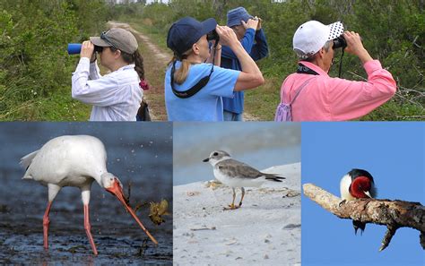 Birding Basics Gulfshore Life