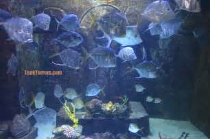 Saltwater Predator fish for Fowlr Aquariums ? Tank Terrors