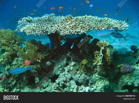 Coral Reef Red Sea Image And Photo Free Trial Bigstock