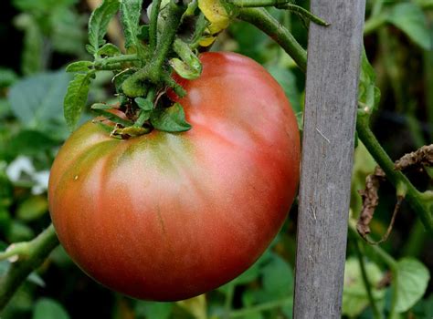 How To Grow The Classic Mortgage Lifter Tomato Pith Vigor By