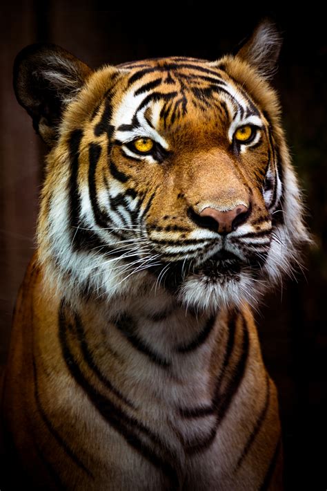 Tiger Portrait Free Stock Photo Public Domain Pictures