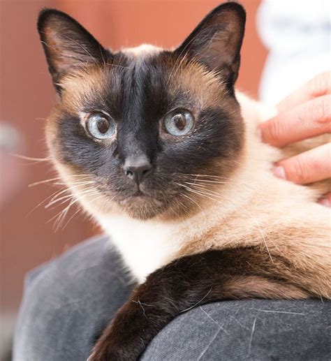 Adopt Siamese Cat