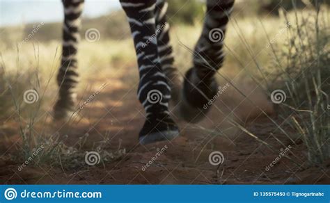 Picture Of Zebra Legs In The Dirt Stock Photo Image Of Skin Anatomy