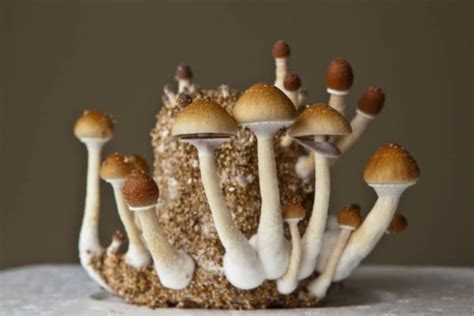 A Beginners Guide How To Grow Psilocybin Mushrooms At Home