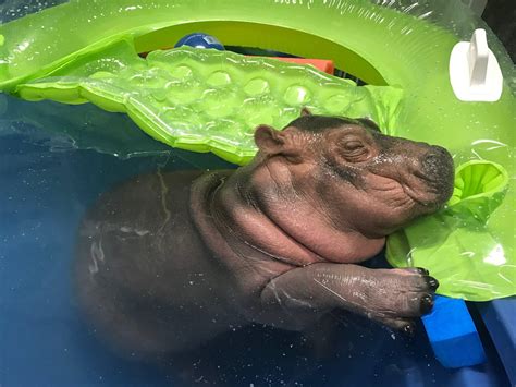 Baby Hippo Wallpapers Top Free Baby Hippo Backgrounds Wallpaperaccess