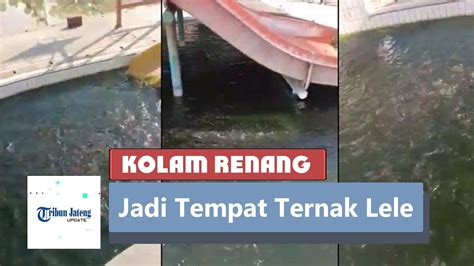 Viral Kolam Renang Dijadikan Tempat Ternak Lele Youtube