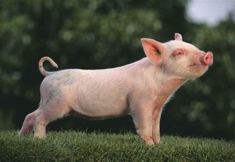 What Is The Best Pig Breed For Your Farm