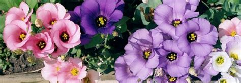 Informazioni su prodotti e fornitori: LISIANTHUS: UN FIORE CON UN FUTURO ROSA