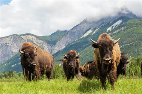 Herd Of Buffalo Or Bison Alberta Photograph By Peter Adams Pixels