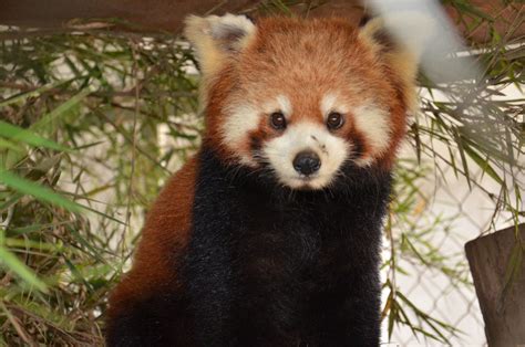 Saved Red Pandas In Laos Are Recovering Red Pandazine