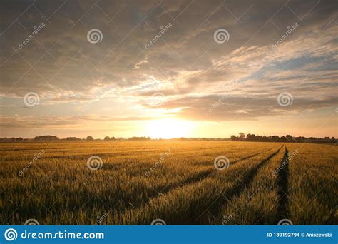 Spring Sunrise Over A Field Of Wheat At The End Dark Clouds Rises And