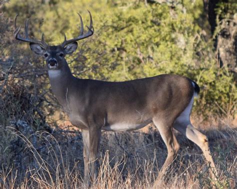 Texas Deer Hunting Rock Creek Ranch