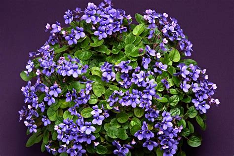 Novelty african violets are unusual. African Violet Varieties | HGTV
