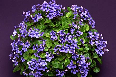 Including bell flowers, green blooms, rare varieties & the original african violet, saintpaulia ionantha (discovered in 1893)! African Violet Varieties | HGTV
