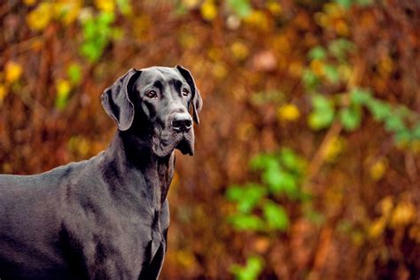 Great Dane Dog Breed Information And Characteristics Daily Paws