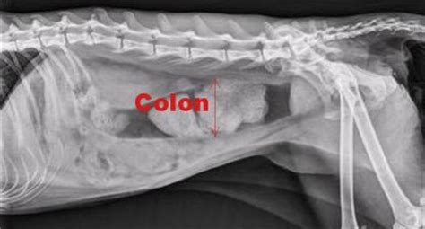 To be a safe and effective. Feline Megacolon treatment, cost, surgery for megacolon in ...