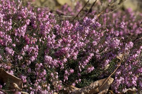 Available in a wide range of styles, colors & fabrics. Mediterranean Pink Heather | I have a few Mediterranean ...