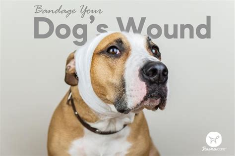 Bandage Your Dogs Wound In 8 Simple Steps Fauna Care
