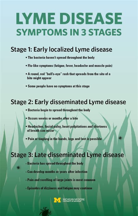 Lyme Disease Stages Signs And Symptoms Everything You Need To Know