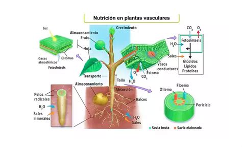 La NutriciÓn De Las Plantas