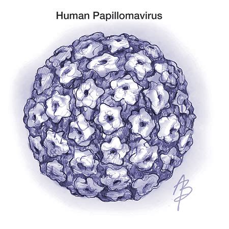 Human Papillomavirus Infection Dermatology Jama The Jama Network
