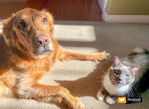 Cats And Dogs Living Together How To Make It Easy