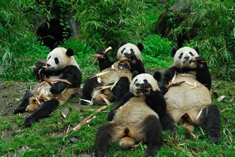 Giant Panda Still Facing Threats Conservationists Say Too Soon To