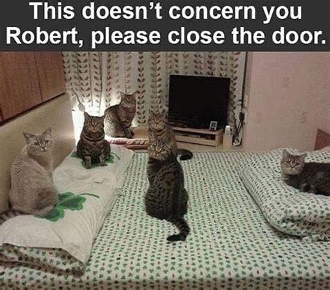 Do Not Disturb The Cat Council Meme By Damusicgamer Memedroid
