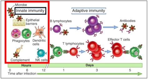 Immune System Innate Vs Adaptive Immunity Flashcards Quizlet