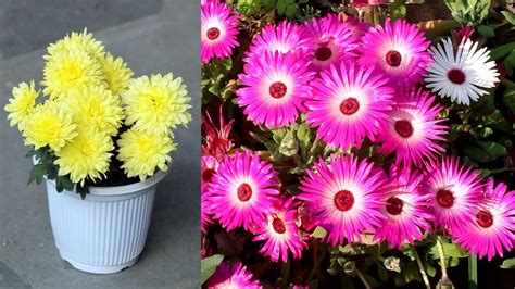 10 Best Winter Flowering Plants For Small Pots Youtube